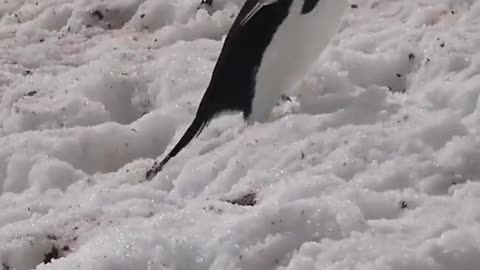 The penguins meet humans on their way home