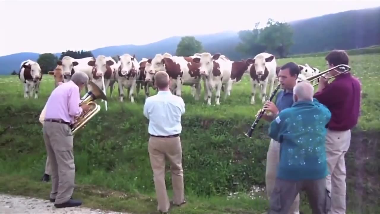 Cows get attracted towards beautiful music, played by a little girl