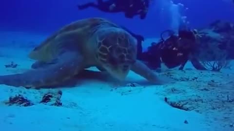 Man with Giant Turtles