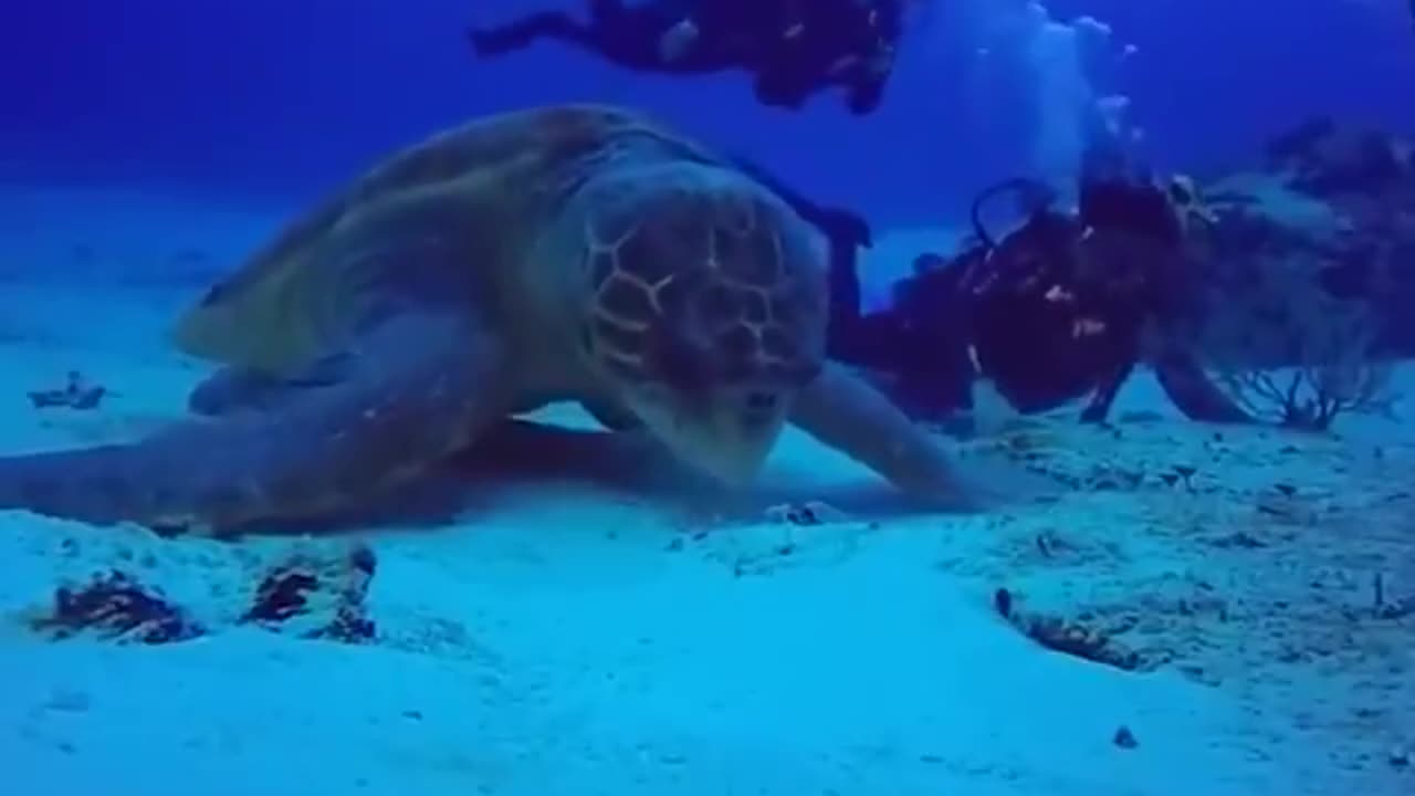Man with Giant Turtles