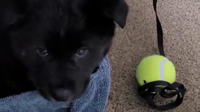 Cute baby Jindo dog whistling.