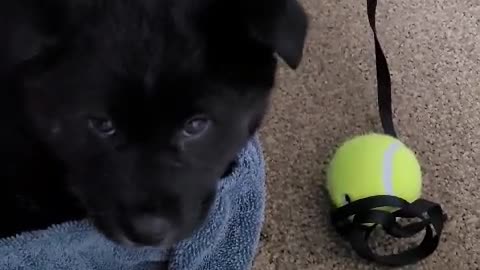 Cute baby Jindo dog whistling.