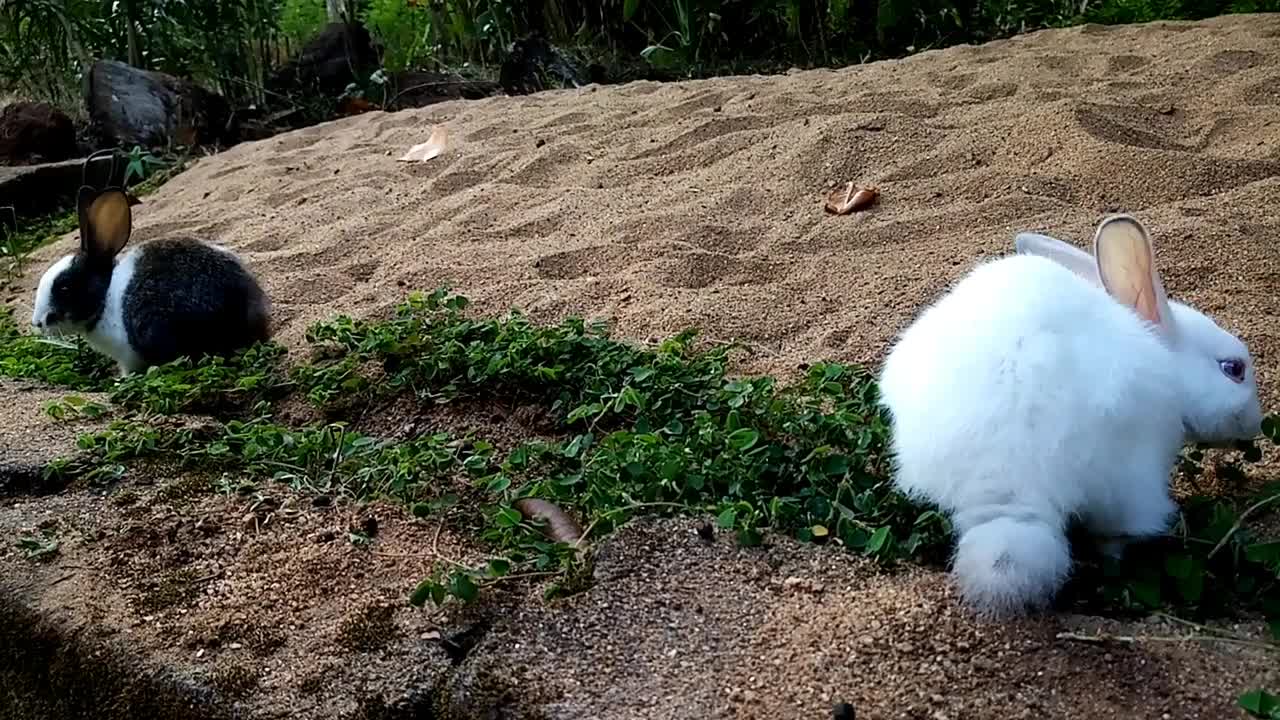 Baby Rabbit / Cute Bunny