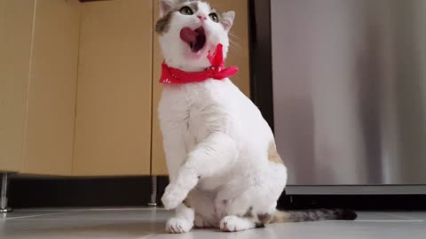 An elegant cat with a bow tie