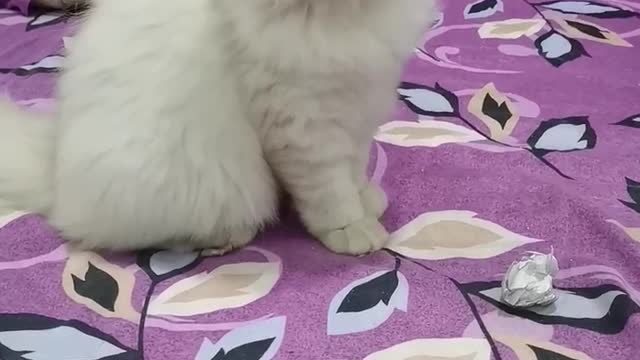 cute cat playing