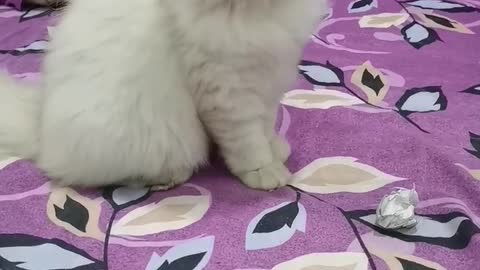 cute cat playing