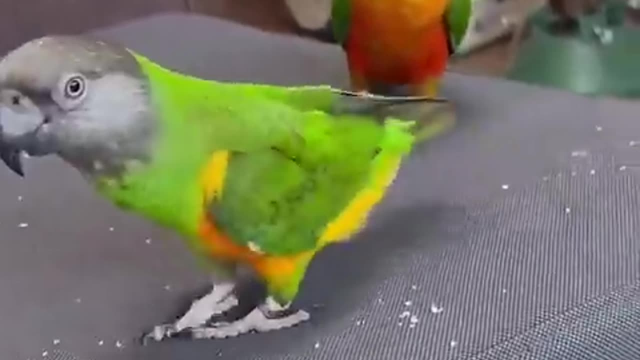 Parrot flipping 🦜🤸‍♀️ 🎥