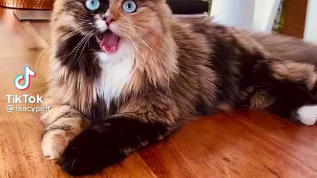 🐈 cat