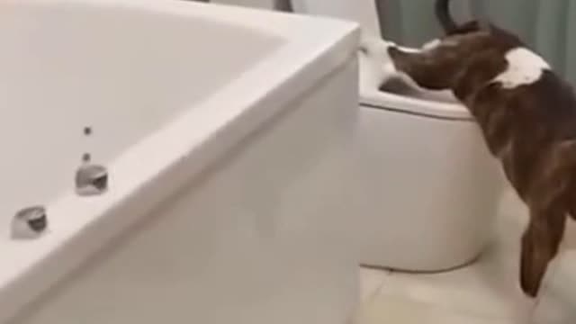 SMART DOGGY MASTERED TOILET USE...hilarious😂😂