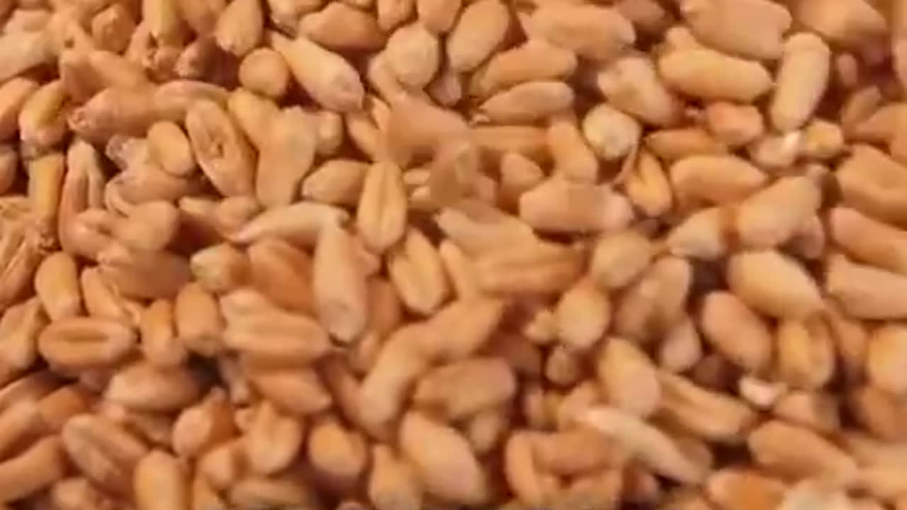 Make the world healthy again lal 💜🙏💜🧙‍♂️