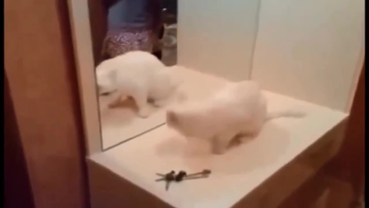 Animals vs Mirrors