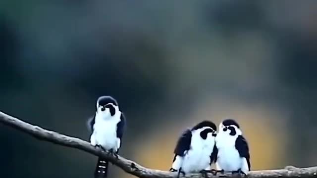 Birds date. #6CuteVideo.