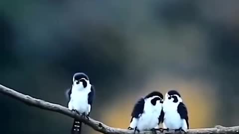 Birds date. #6CuteVideo.