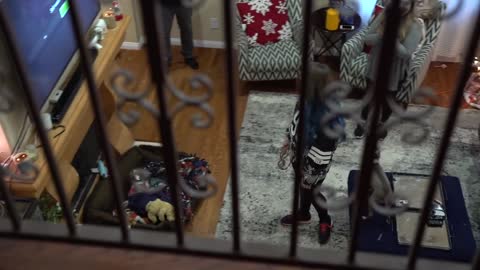 Dogs Meet A Cat