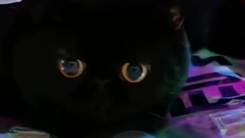So many cute kittens videos compilation #09