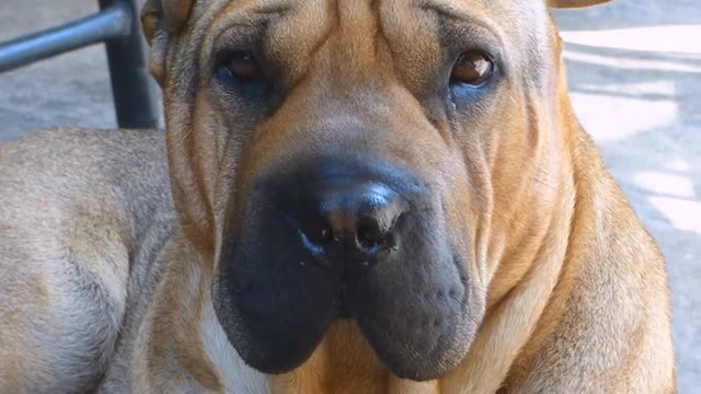Funny Dog Videos 2020It's time to LAUGH with Dog's life