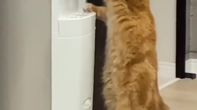 cat drinking water at the water cooler