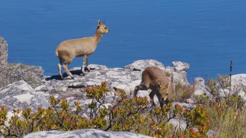 A pair of klipspringer antelopes in natural habitat, Table Mountain, South Africa