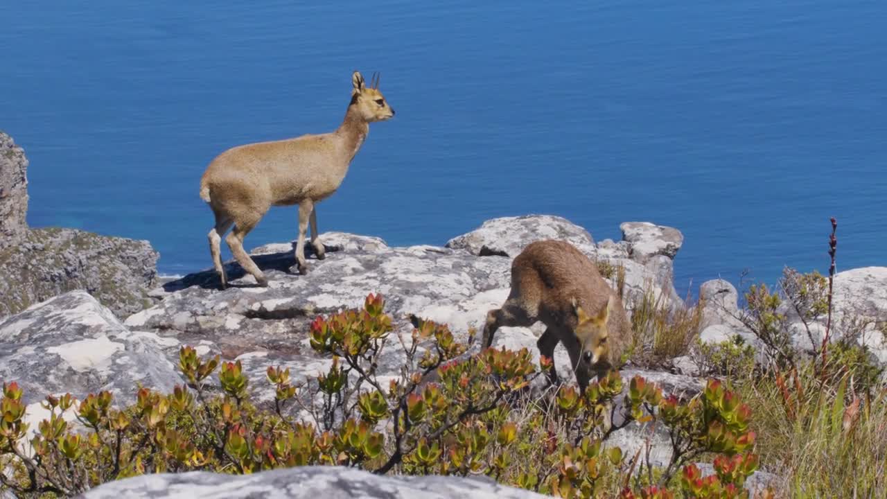 A pair of klipspringer antelopes in natural habitat, Table Mountain, South Africa