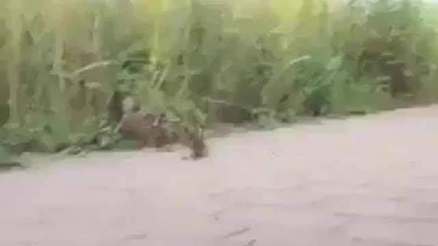 Salvamento de Patinhos bebês