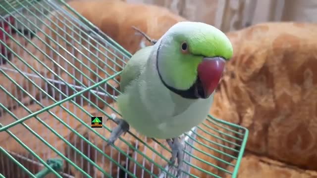 Green parrot Talking