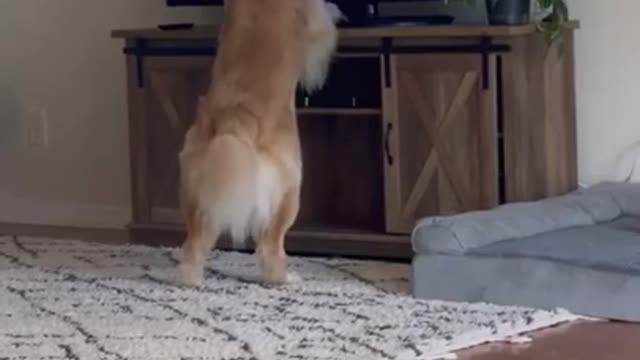 Cute and funny dog reacting on TV.