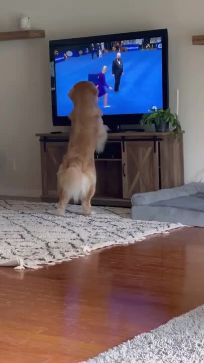 Cute and funny dog reacting on TV.
