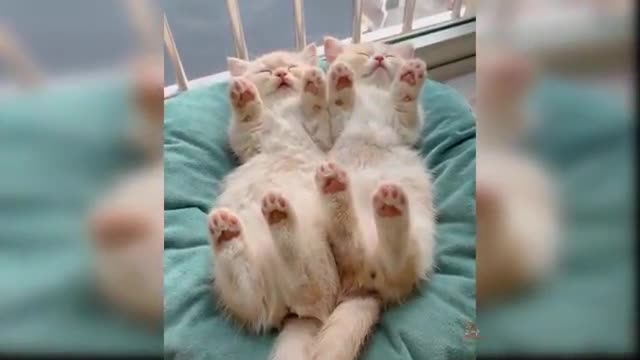 Baby cats _ cute and funny cats video 7