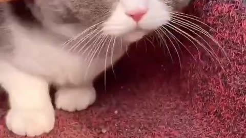 Aww Cute Cats Videos #catmeow Funny Animals Compilation😹 Try Not To Laugh Challenge MV100 #shorts