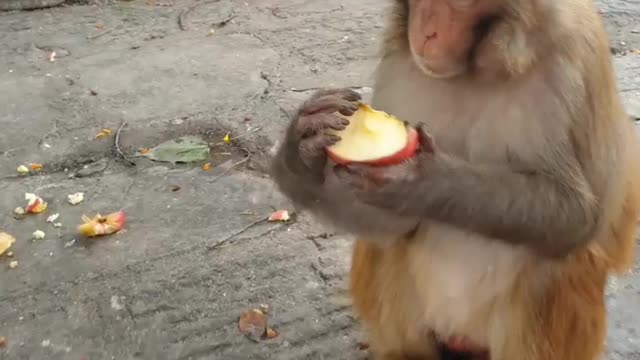 Feeding one box apple to hungry monkey