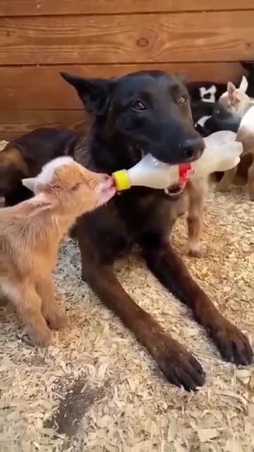goats with dogs are friends