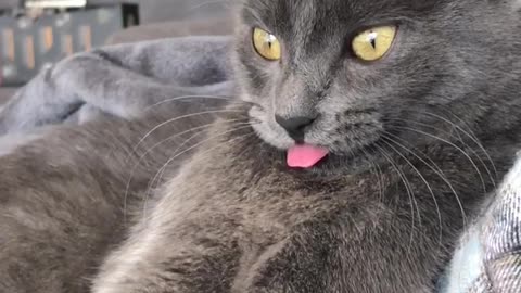 Tongue Out for Tired Cat