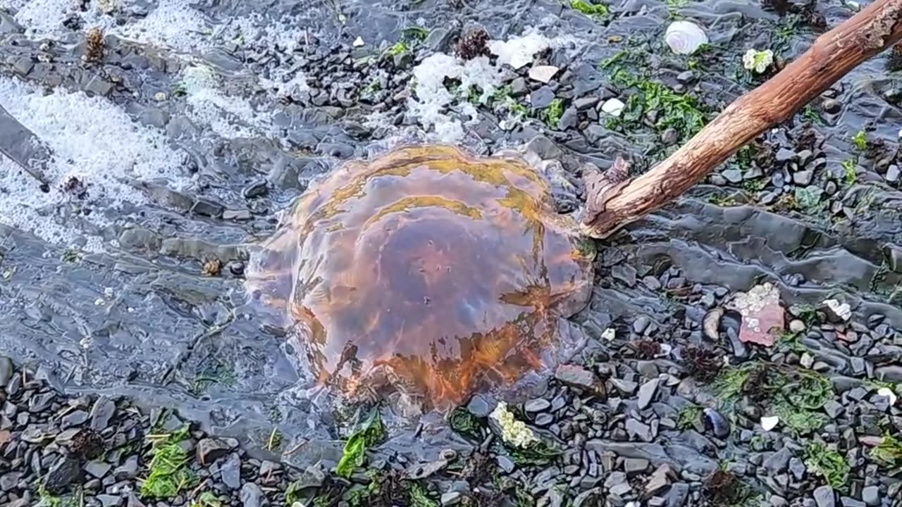 Prevost Island jellyfirsh