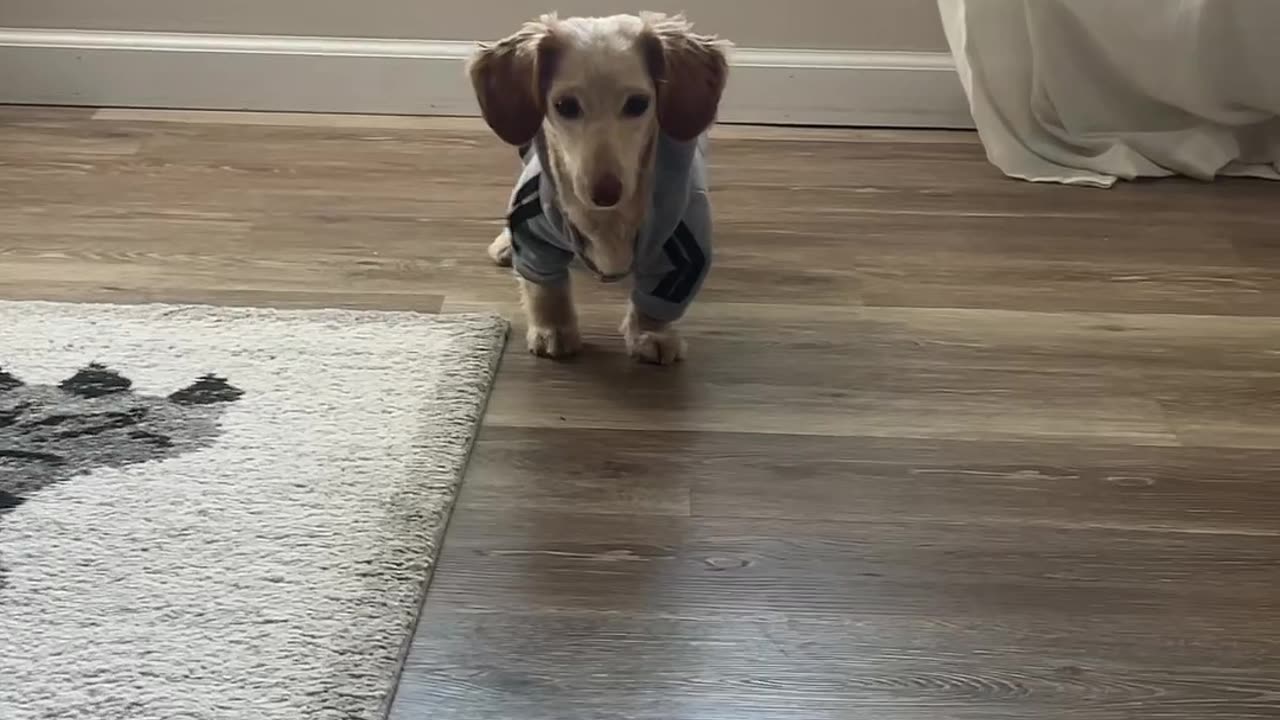 Clothed Dachshund Strikes An Awkward Pose