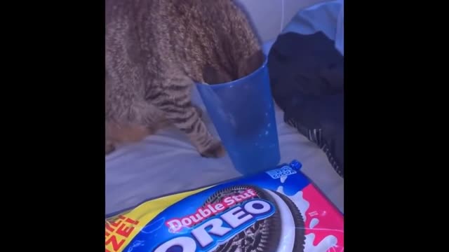 Funny animal Fails Make You laugh