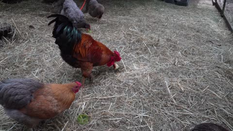 Are chickens enthusiastic for fancy bread rolls?