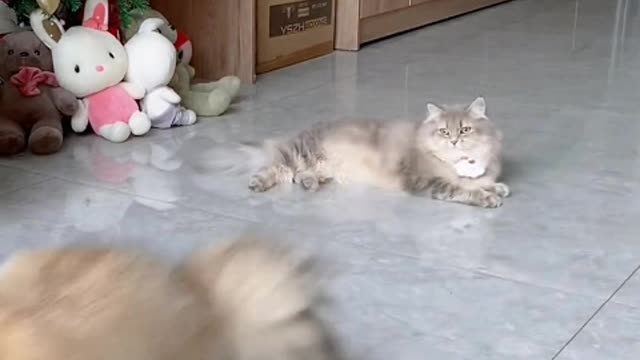 kitty is so cold
