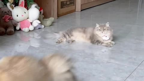 kitty is so cold