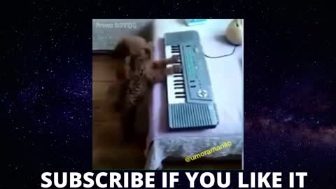 Compilation 1 minute funny animals😹