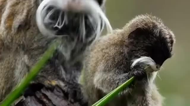 A monkey with orange tails and mustaches!