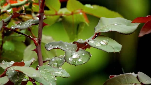 Story of the#Rose #Rose #whatsappstatus | Rainy day | Nature status | Barish status #Natureandpeace