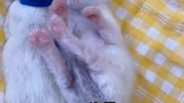 Cute Baby pets