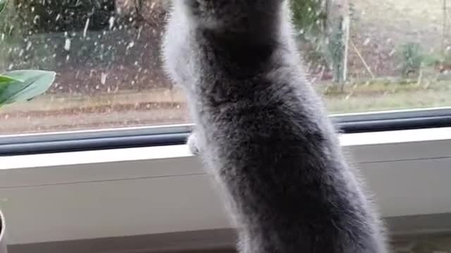 A kitten's look into the world