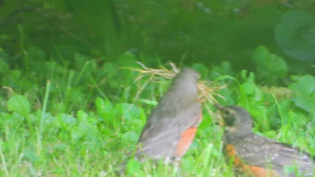 Mother Robin gathering straw for nest.