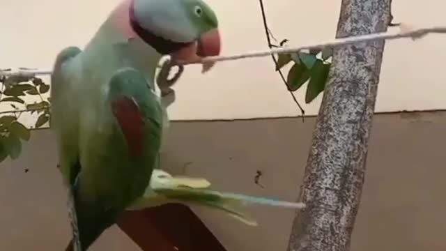 Parrot stunt on wire