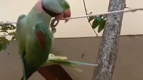 Parrot stunt on wire