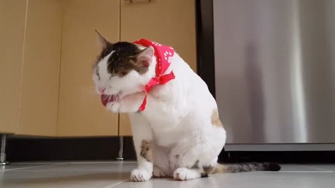 cute funny cat