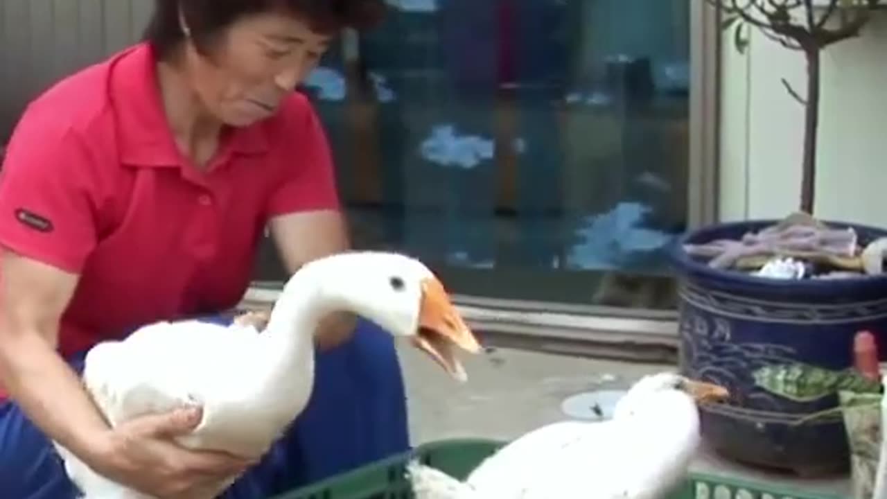 Mother goose cried for help from humans to save her baby