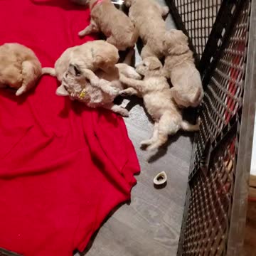 Mia's pups day 25 new digs.