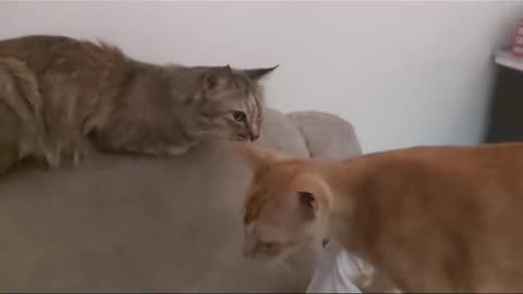 Maddy greeting grand mother Missy #cat #funnycats #pets #cat #laugh #funnyanimals #funnyshorts